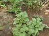 Brunnera macrophylla